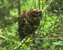 spotted owl